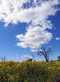 Yellow flowering plants on field against sky