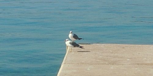 Seagull flying over sea