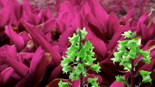 Close-up of pink flowers