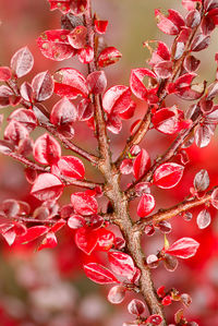 Close-up of red berries on tree