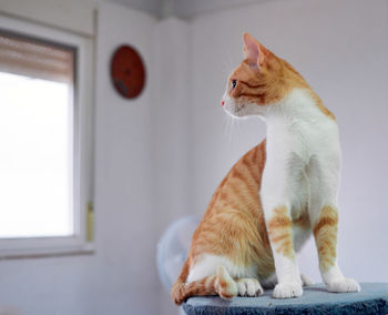 Close-up of a cat looking away