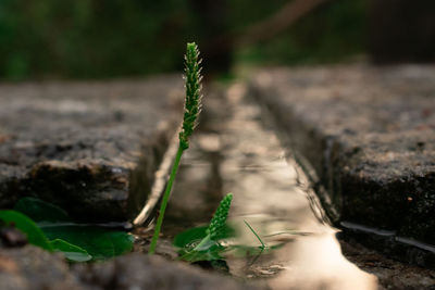 Close-up of plant growing on field