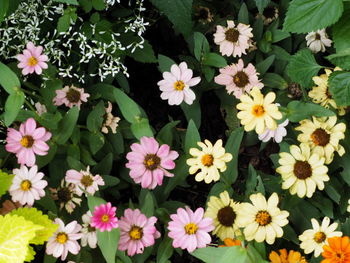 High angle view of white flowering plants