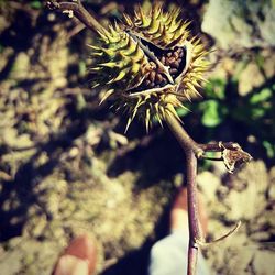 Cropped hand holding plant