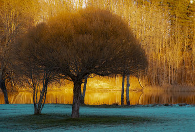 Bare trees on riverbank during sunset