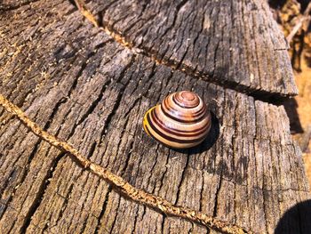 Close-up of snail on wood