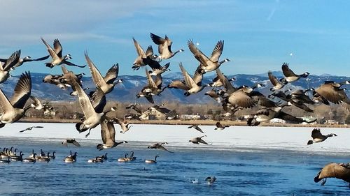 Seagull flying over water