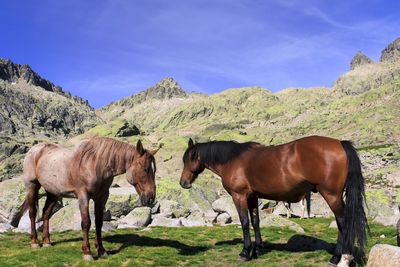 Horses standing on field against sky