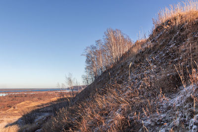 Trees on field against clear blue sky during winter