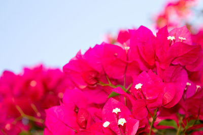 Close-up of pink bougainvillea blooming against sky