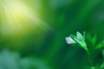 Close-up of fresh green plant