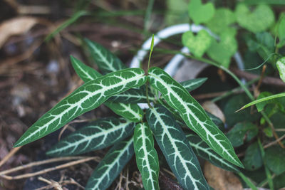 Close-up of green plant on field