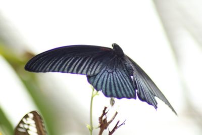 Close-up of butterfly on purple flower