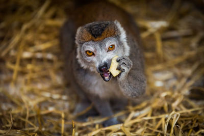 Portrait of lemur eating apple on grass