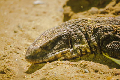 Close-up of crocodile in sea