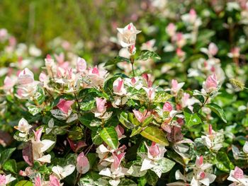 Close-up of pink flowering plant