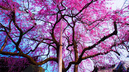 Low angle view of pink flower tree against sky