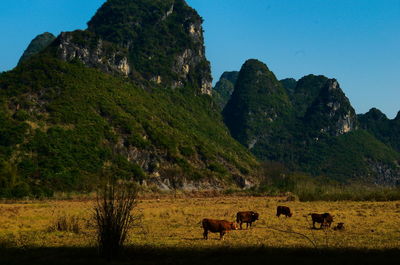 Cows grazing on landscape against clear sky