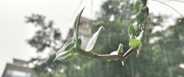 Close-up of plant