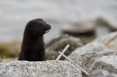 Close-up of ferret  on rock