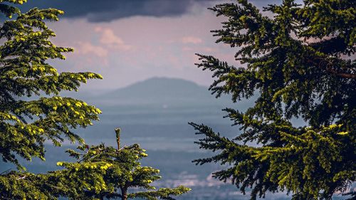 Scenic view of tree and mountains against sky