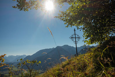 Low angle view of plants against sky on sunny day