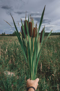 Close-up of hand on grass in field