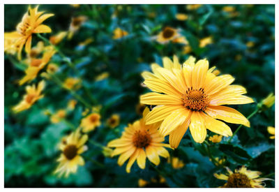 Close-up of daisy flowers