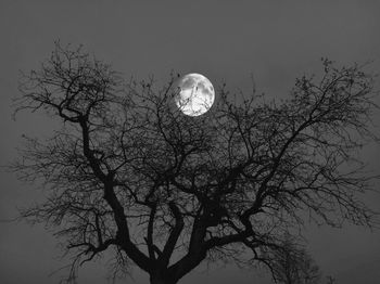 Low angle view of bare tree against sky