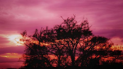Silhouette tree against dramatic sky during sunset