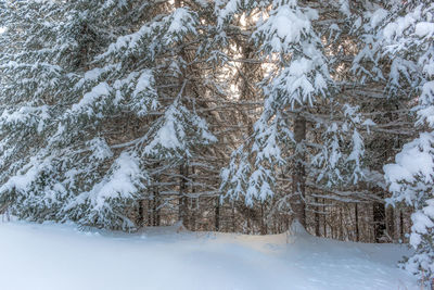 Trees on snow covered landscape