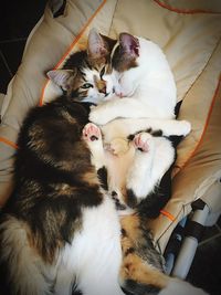 Cats lying down on blanket at home