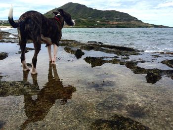 Dog standing in water against sky