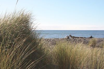 Scenic view of sea against clear sky