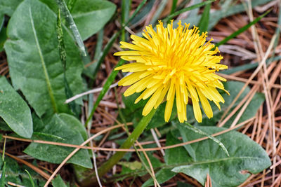 Close-up of yellow flower blooming in field