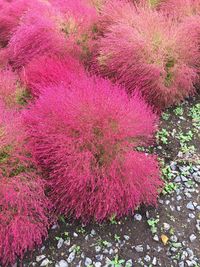 Pink flowers