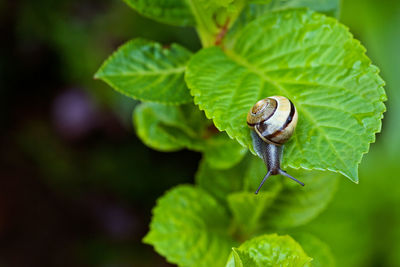 Close-up of snail on leaf