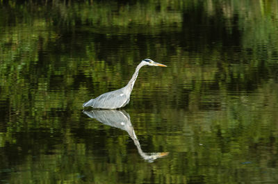 View of a bird in lake