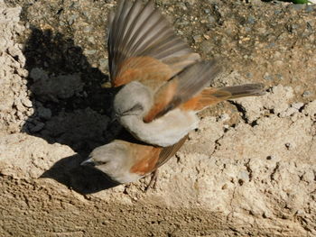 Close-up of bird