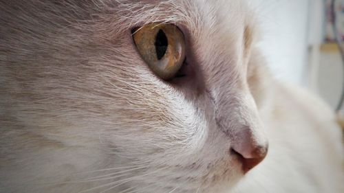 Close-up of cat