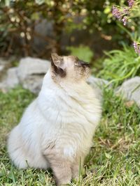 Cat sitting on a field