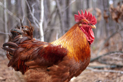 Close-up of rooster