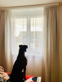 Dog sitting on window at home