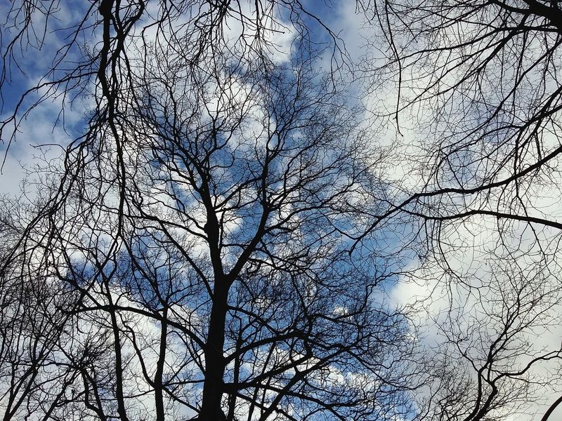 clouds and Trees. · clouds and sky cloudporn Hugging a tree blue sky