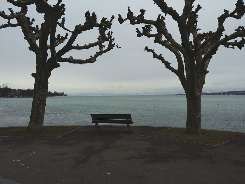 The Bench. · Konstanz Lake Constance Trees Hugging a tree lake seaside winter day grey sky