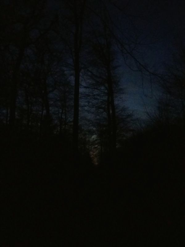 The forest at dusk. · Trees Spooky Trees Hugging a tree sunset Alone in the dark — in Varel, Germany