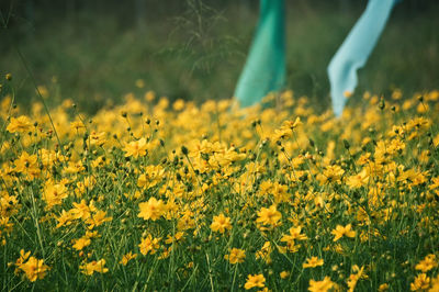 Yellow flowering plants on field