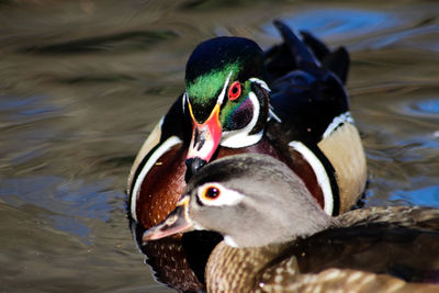 Close-up of duck swimming in lake