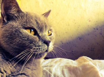 Close-up portrait of cat