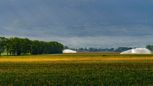 Scenic view of agricultural field against sky